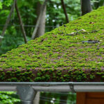 Why You Should Clean Your Michigan Roof