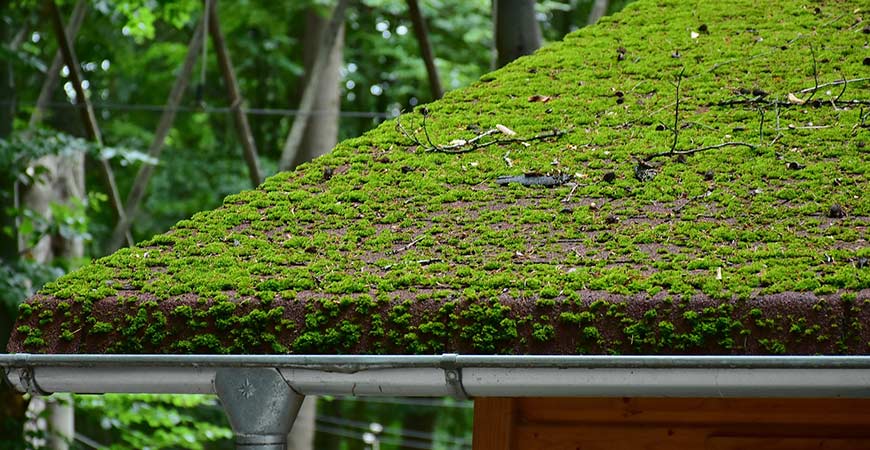 Moss Roof Cleaning